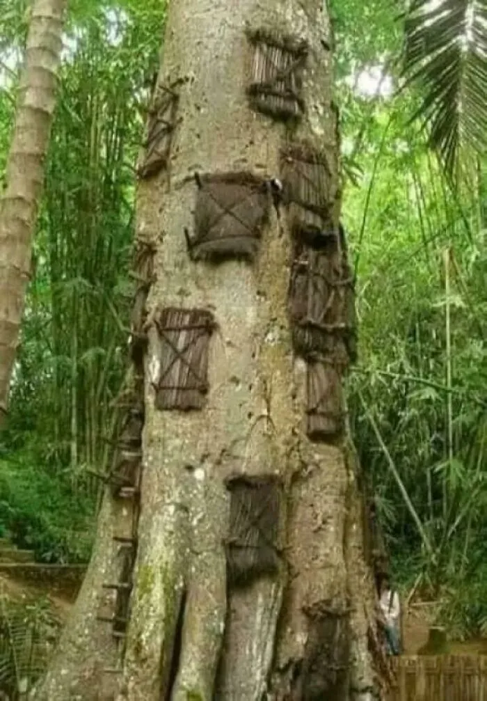 When A Baby [Perishes] Before Teething, The People Of The Toraja Tribe Cuts Out A Small Chamber In A Tree, Wraps The Infant In Cloth And Places It In The Tree. The Opening Is Then Sealed With Bamboo Sticks And The Tree Slowly Closes Over The Grave, Encasing The Tiny Corpse In Living Wood