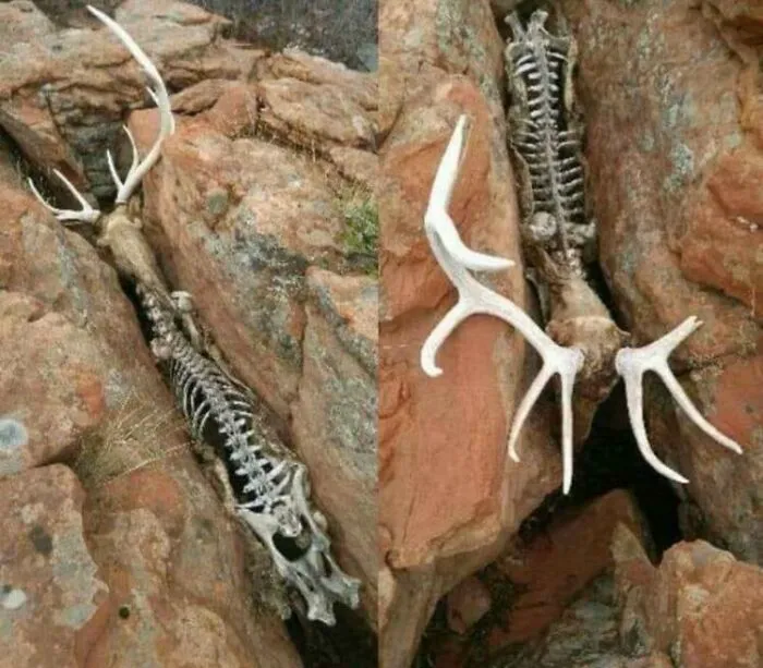 Unfortunate Life