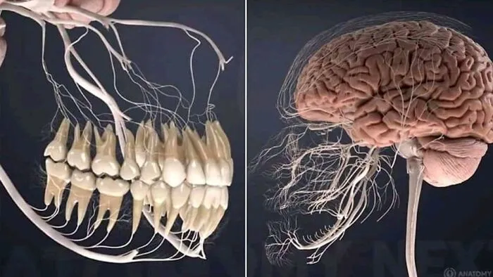 This Is What All The Nerves Related To Your Teeth Look Like
