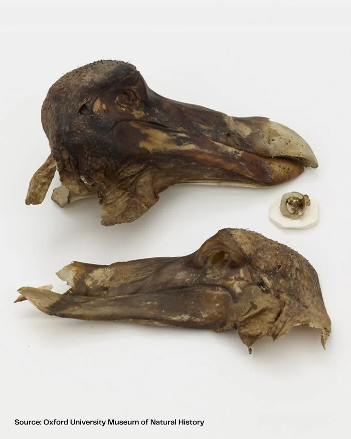 The “Oxford Dodo” Is The Only Dodo Specimen With Surviving Soft Tissue. It Was Cataloged In 1656 As “Dodar, From The Island Mauritius”