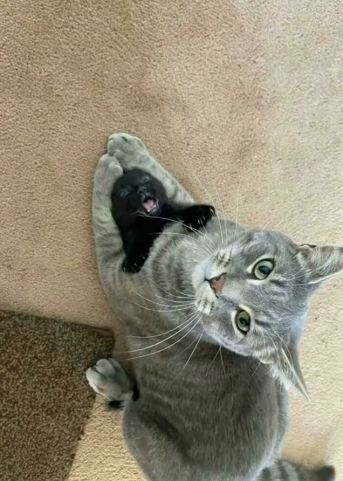 The Babysitter