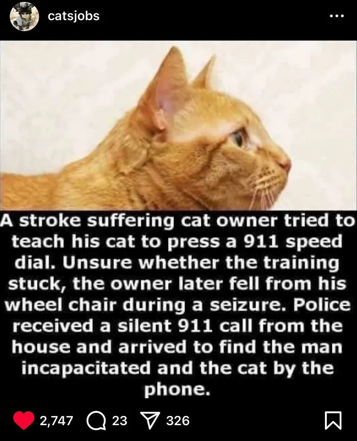 Purrfessional First Responder