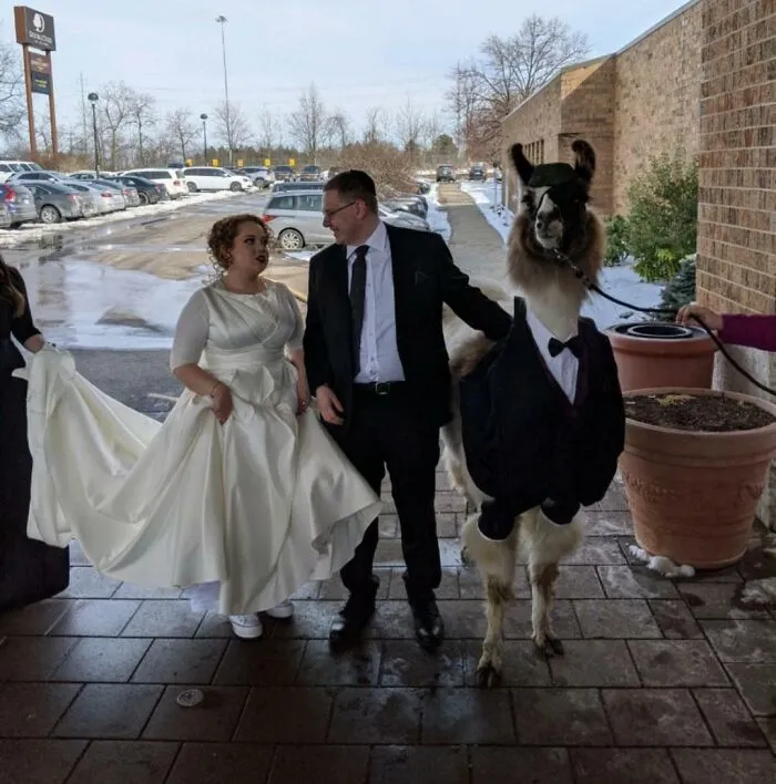 5 Years Ago, I Promised My Sister I Would Bring A Llama To Her Wedding