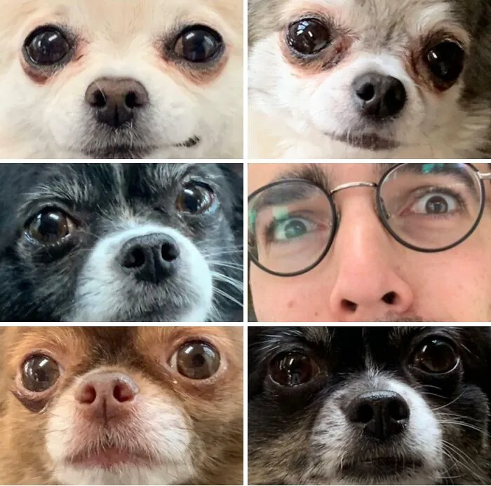 My Brother Sent This While House Sitting 5 Chihuahuas