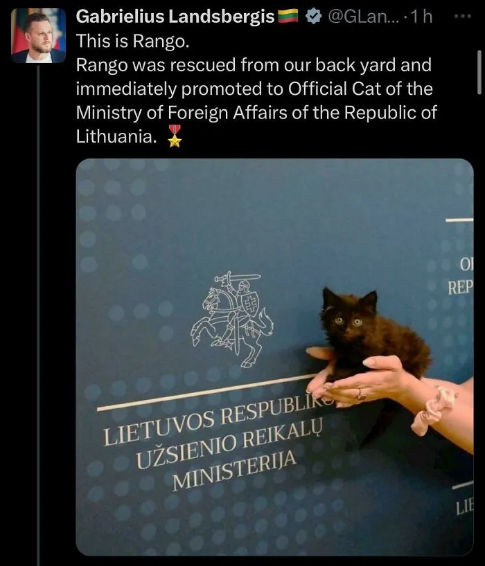 MFA Of The Republic Of Lithuania Has A New Official Cat! 🇱🇹🇪🇺