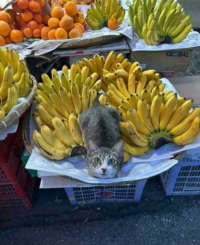 Fruit Stall Seller