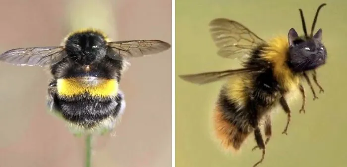 My Sister Keeps Photoshopping Her Cat’s Face Onto Bees