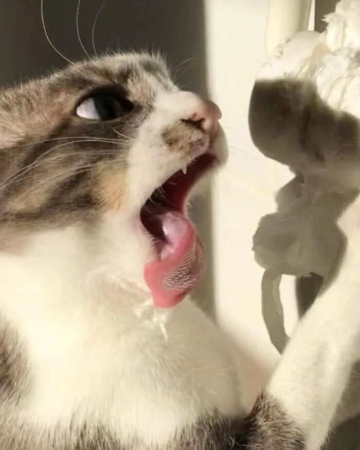 I Caught My Cat In The Act Of Attacking A Roll Of Toilet Paper