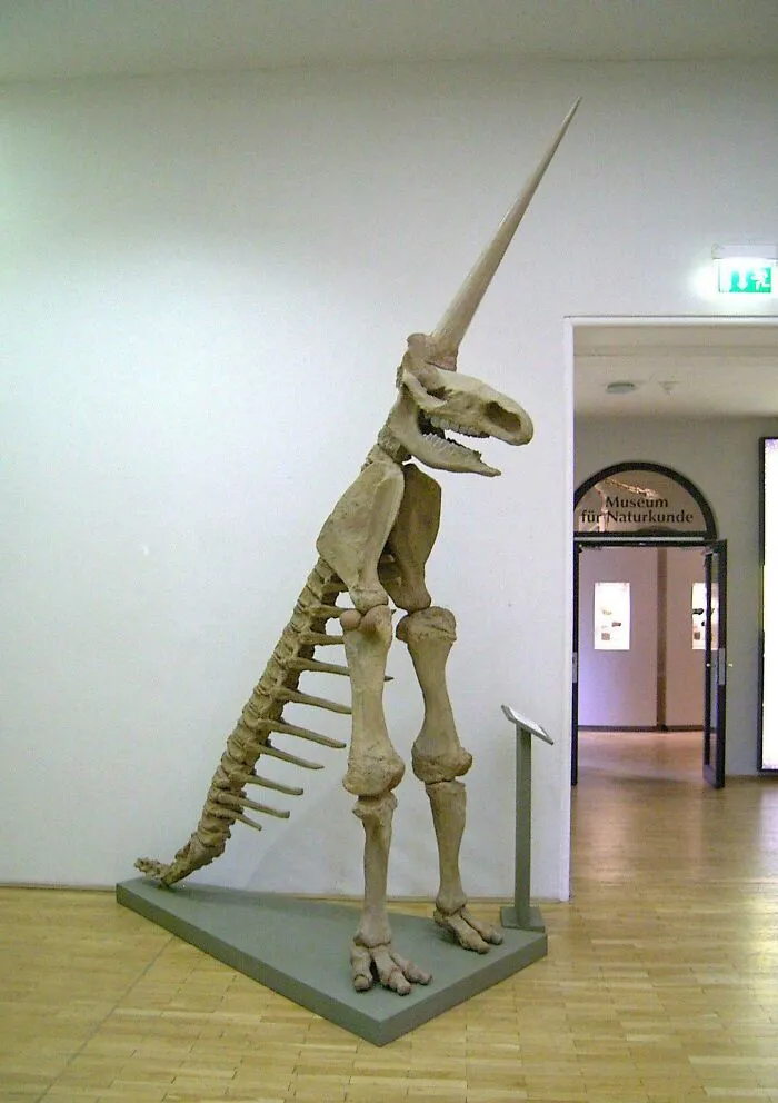 Germany's Worst Fossil Reconstruction Of A Wooly Rhinoceros Also Known As The Magdeburg Unicorn