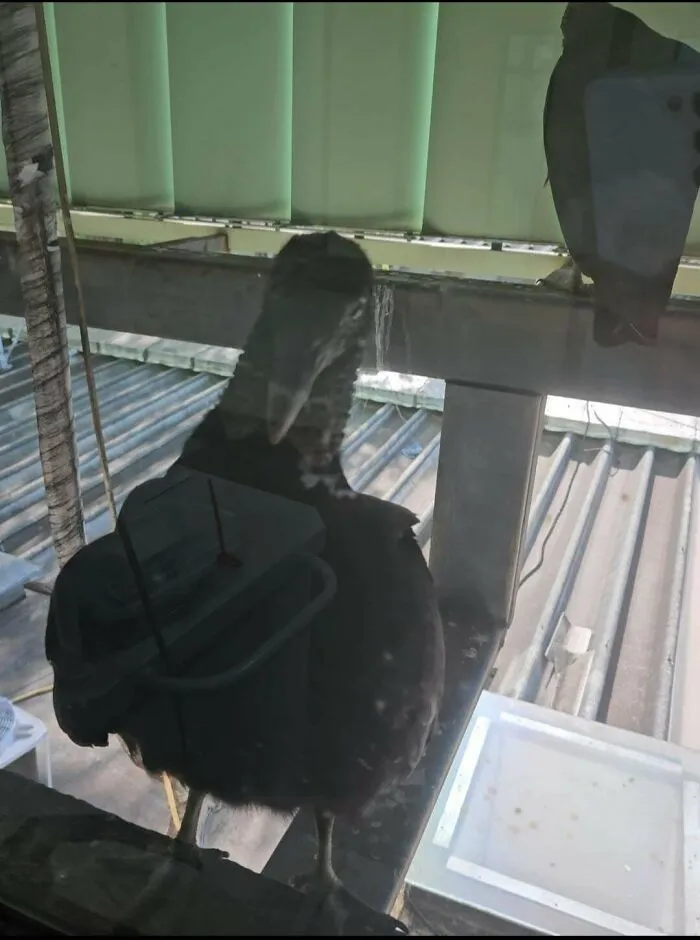 Hoy, un par de buitres aparecieron en la ventana del centro quirúrgico donde trabajo. Un paciente dijo que estaba asustado. Era como si estuvieran esperando su muerte.