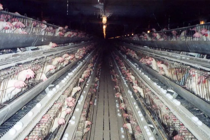 Dark Hallway Of Caged Hens In A Factory Farm, Where ~80% Of Eggs Come From