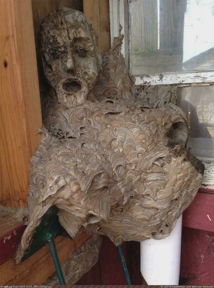 A Wasp Colony Constructed Their Nest Around A Mask That Was Being Kept In Storage