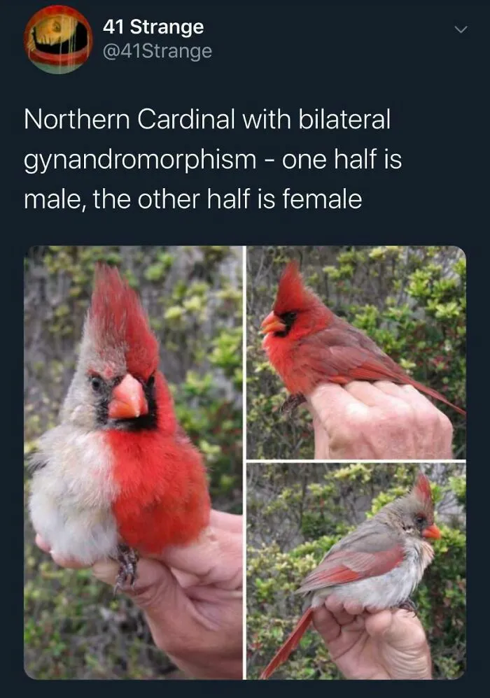 Bird.exe Has Stopped Working