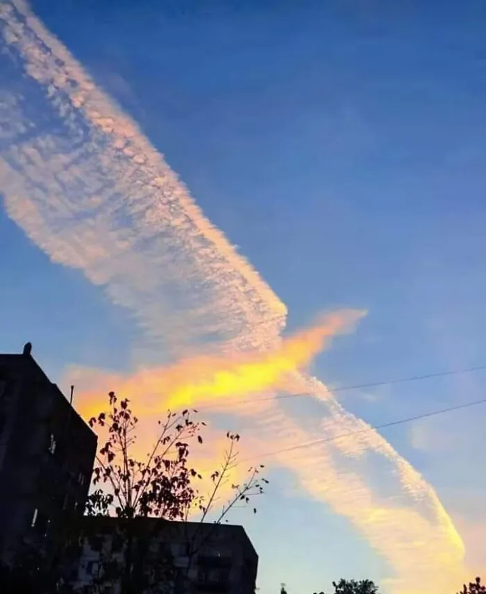 Phoenix's Are Real!!