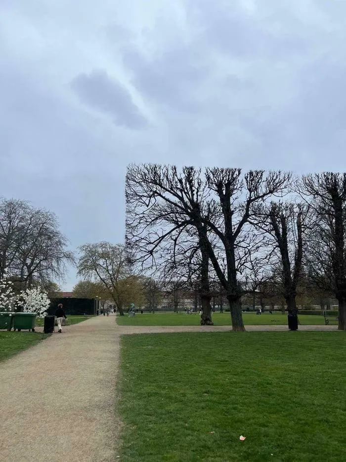 The Way These Trees Are Trimmed