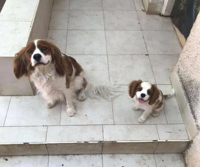 A Person Adopted A Puppy (Right), And A New Dog Appeared In Front Of The Door, And He Looks Like He Is The Same Dog From The Future Trying To Warn Himself About Something