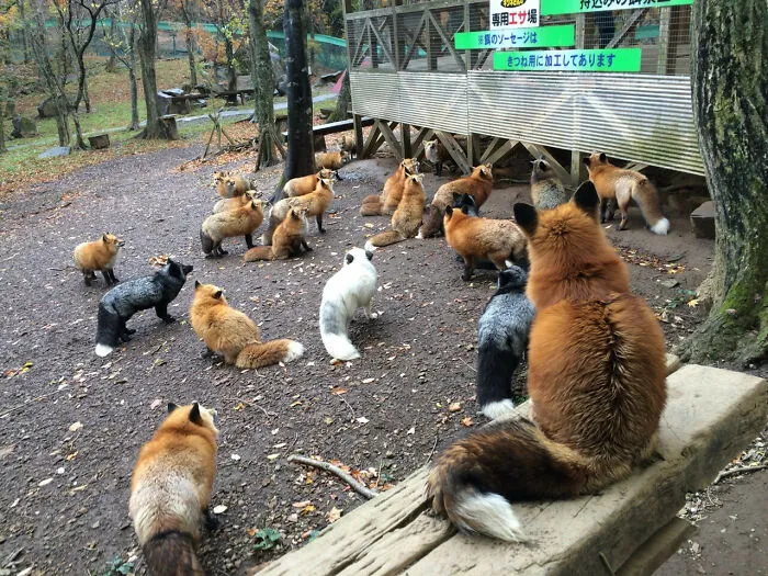 The Fox Village In Japan
