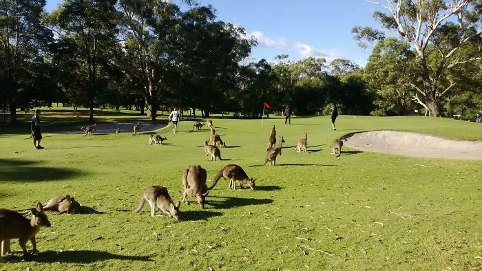 Playing Golf In Australia, This Is The Stuff I Have To Put Up With