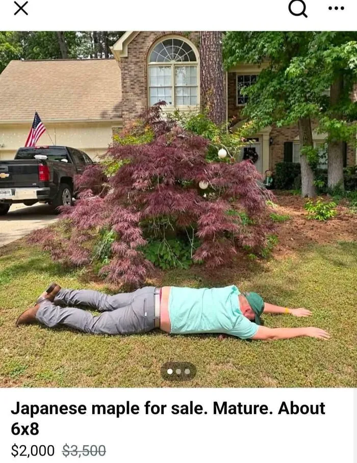 Japanese Mature For Scale