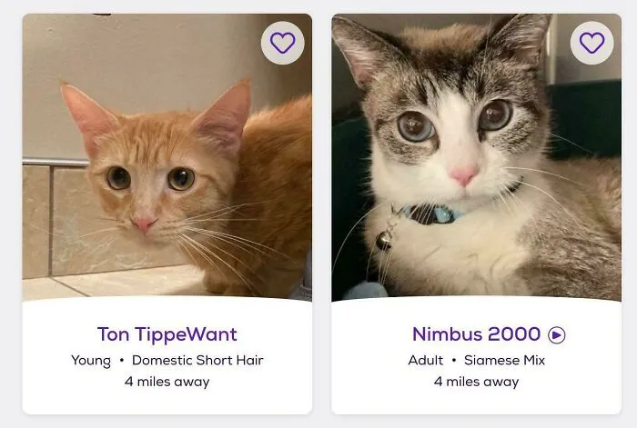 Gatos con nombres creativos y originales, mostrando la genialidad en la elección de nombres para mascotas únicas.