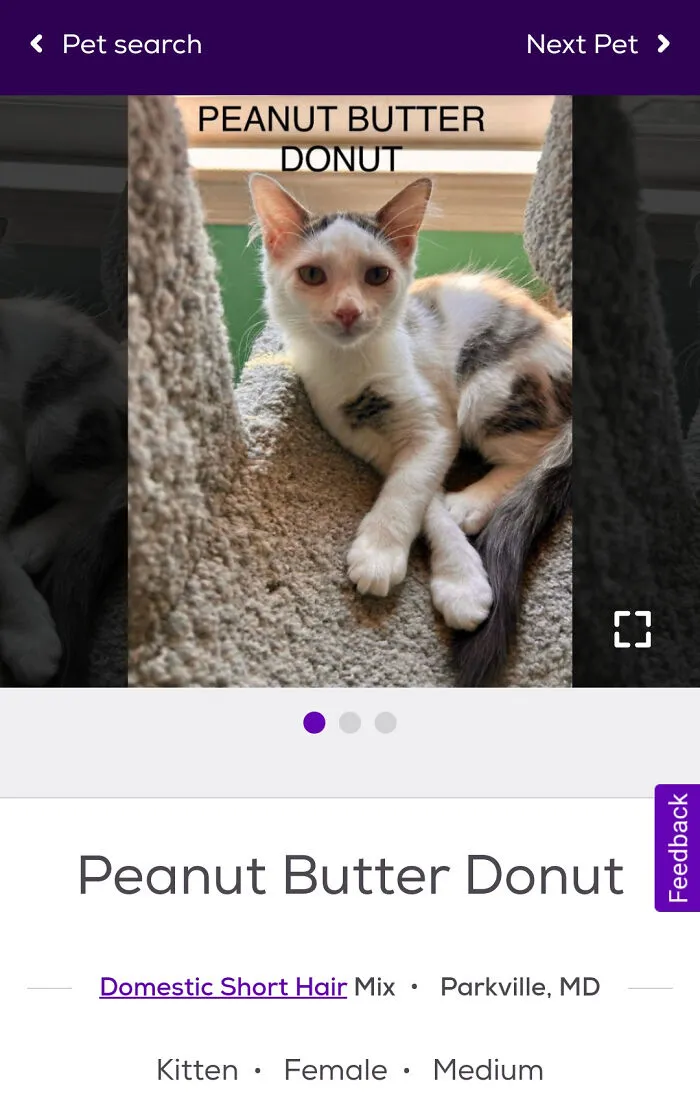 Gato con gran nombre divertido Peanut Butter Donut, ejemplo de mascotas con nombres creativos que merecen premios.