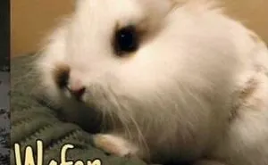 85 Times Pets Got Such Great Names, The People Who Came Up With Them Deserved Awards