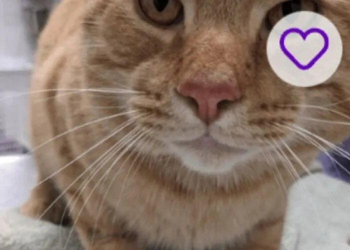 Gato de pelaje naranja con magníficos nombres para mascotas, mostrando lo creativos que pueden ser sus dueños.