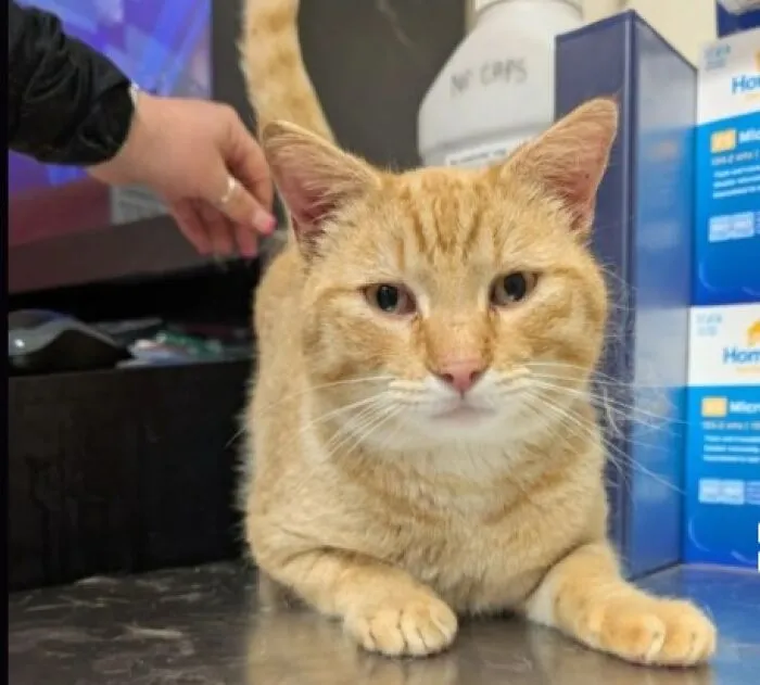 Gato naranja con un nombre genial, ejemplo de las veces que las mascotas reciben nombres creativos y merecen premios.
