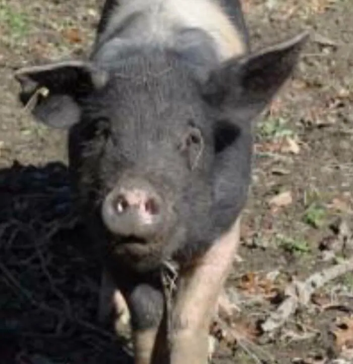 Pigcasso