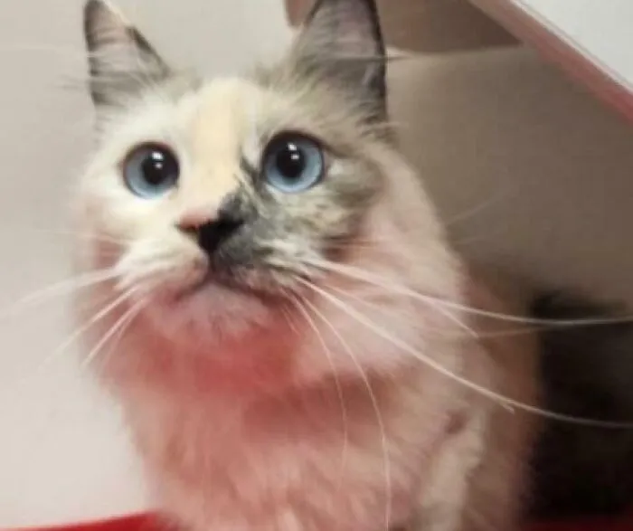 Gato con ojos azules y pelaje claro, ejemplo de mascotas con nombres tan buenos que merecen premios.