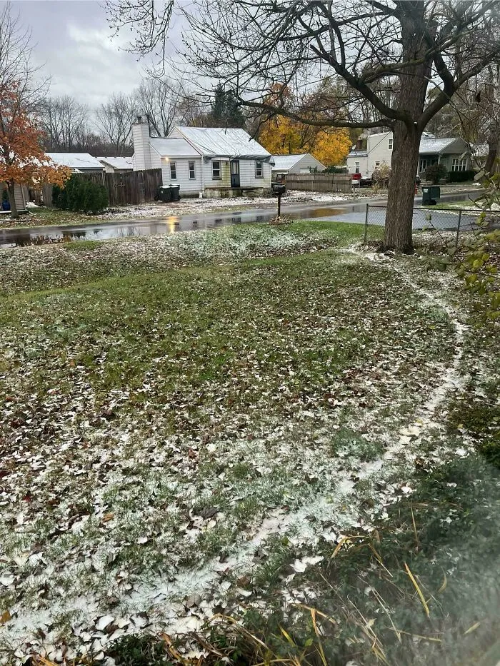 Conocida informalmente como la "Autopista de los Gatos", la ruta vecinal de los gatos que atravesaba nuestro patio era casi invisible hasta la primera nevada.