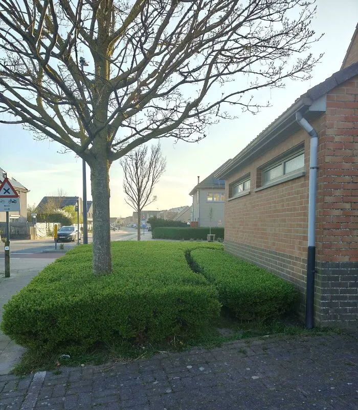 Desire path cut through a hedge beside a sidewalk showing how people walk differently from city planning.