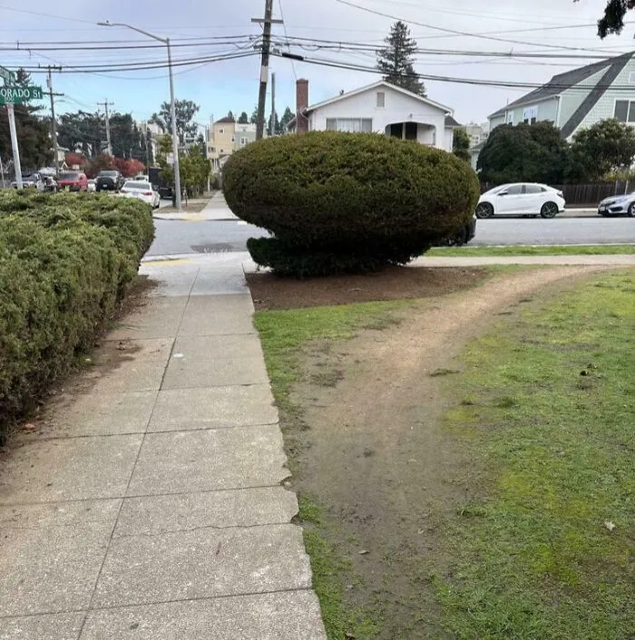 Desire paths showing how city planning differs from actual pedestrian walking behavior near a sidewalk and bushes.