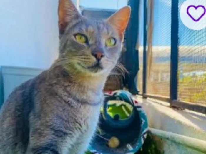 Gato gris sentado junto a juguetes para mascotas con nombres creativos que merecen premios por su originalidad.