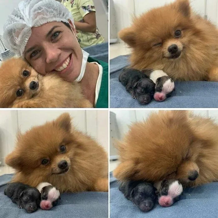 Pomeranian dog with newborn puppies and a smiling person wearing surgical attire showing funny animal moments caught on camera.