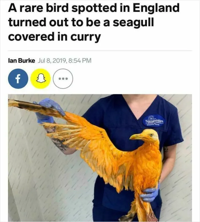 At Spotting A Rare Bird