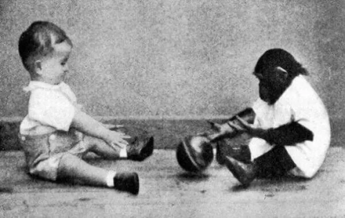 En la década de 1930, dos psicólogos adoptaron una cría de chimpancé e intentaron criarla junto a su propio hijo, Donald, para ver si esto hacía que la chimpancé aprendiera comportamientos humanos. 