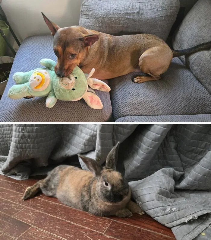 Mi esposo me dijo que el perro tiene a mi conejo. Lo que quiso decir vs. lo que yo pensé que quiso decir.