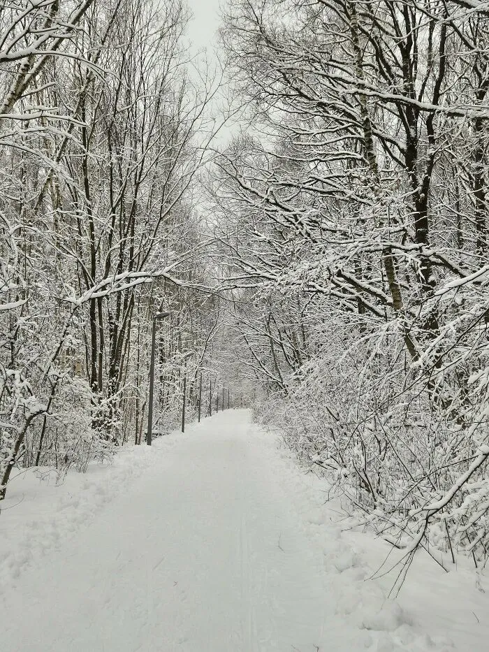 Across The Fresh Snow