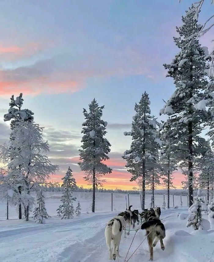 Huskies pulling a sled through snowy forest at sunset, showcasing cozy winter images to enjoy from indoors.