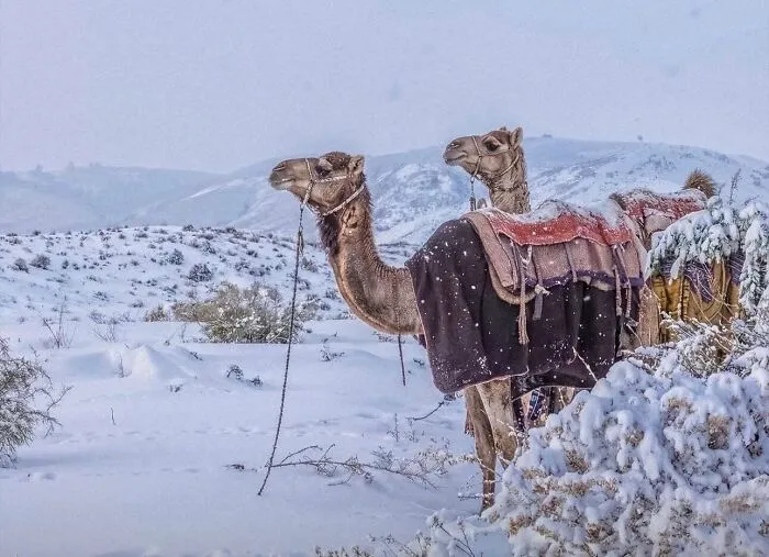 Nieve al norte de Arabia Saudi