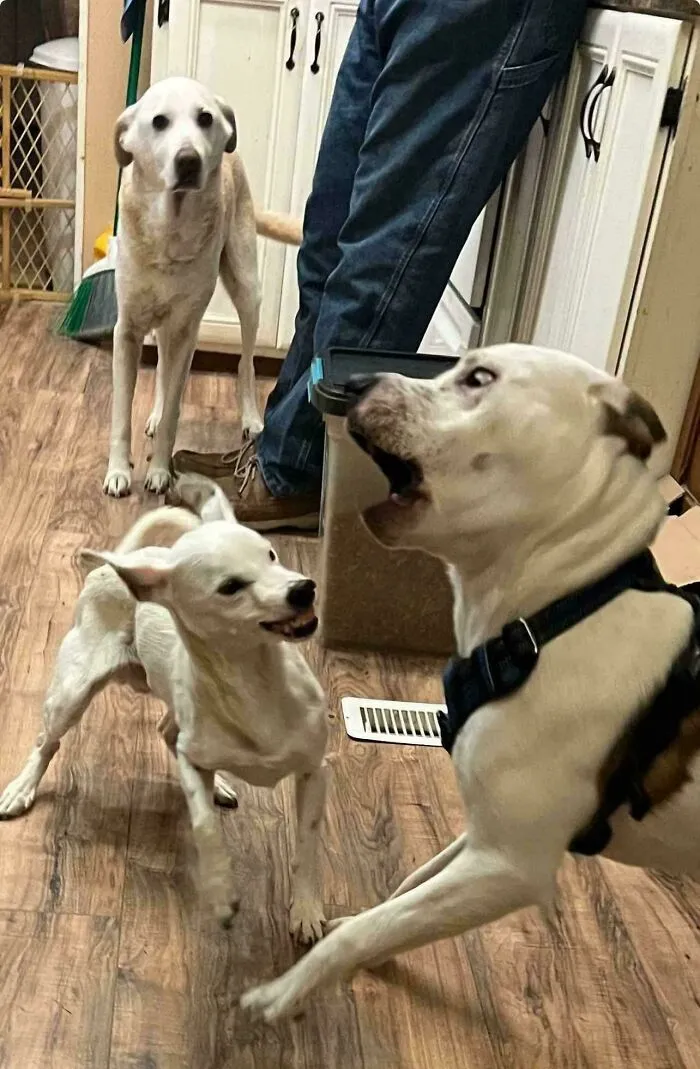 Three playful dogs making silly faces indoors, capturing fun moments of animals making silly faces in an energetic scene.