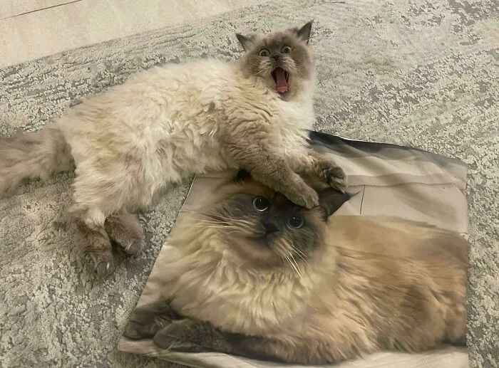 Made A Pillow Cover Of My Cat And Her Reaction Is Priceless