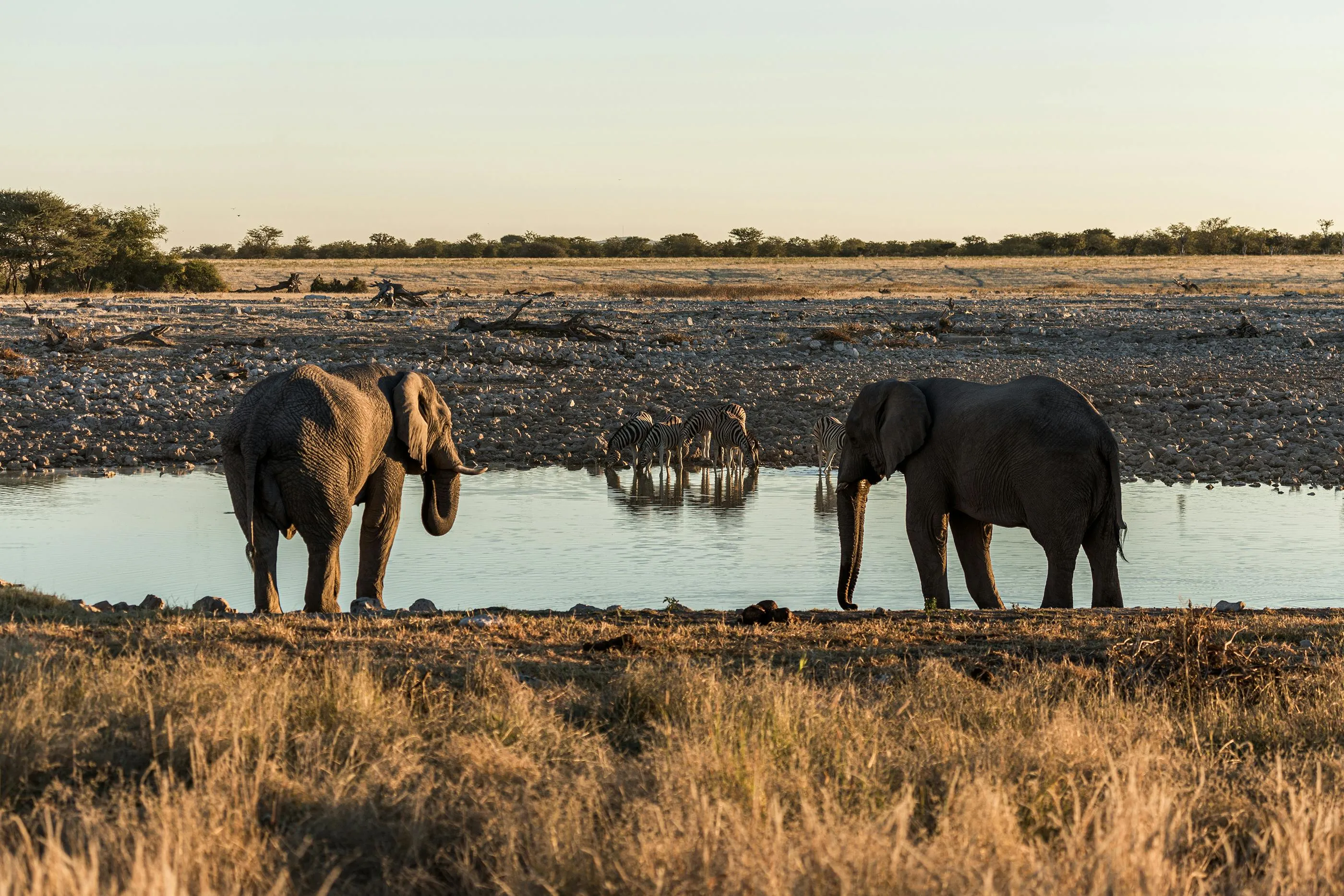 Two elephants and zebras drinking water at a watering hole in dry savannah, showcasing deadly decoy mammals in nature.