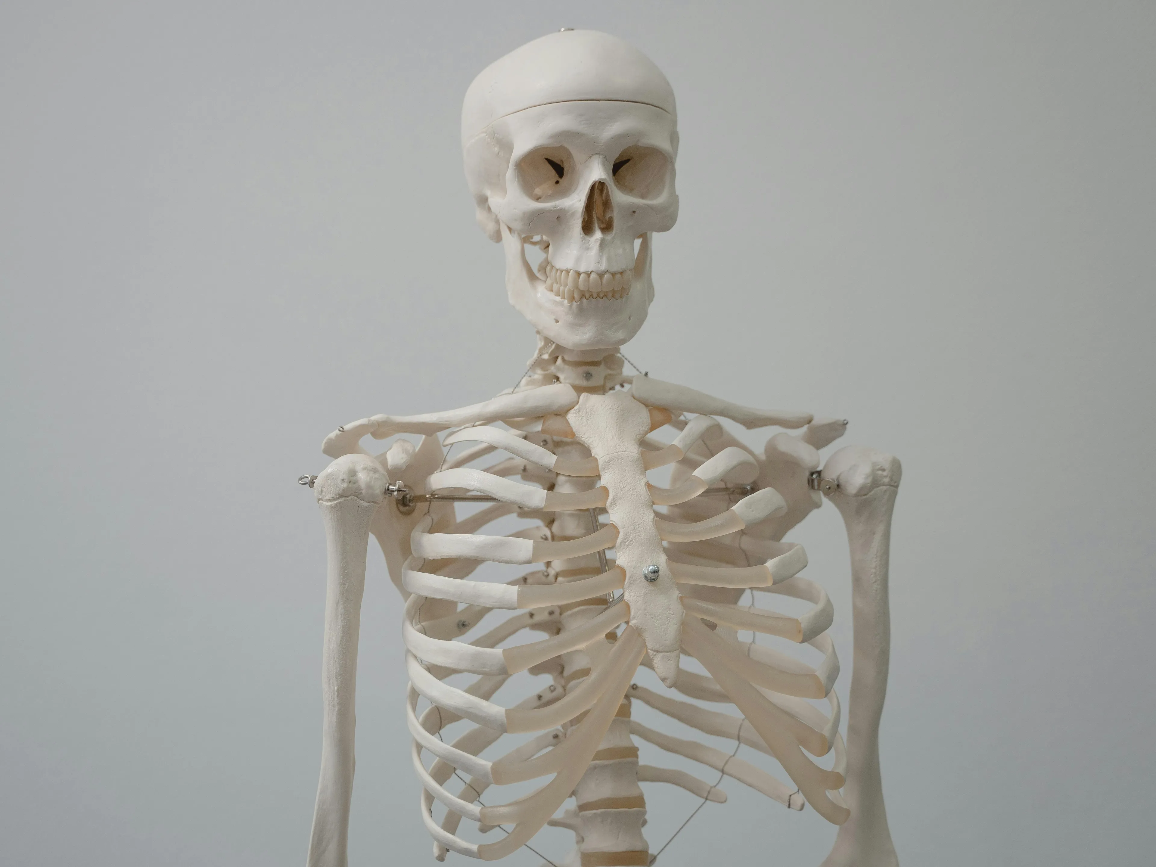 Human body bones model showing skull, ribcage, and upper arm bones as deadly decoys in anatomy study.