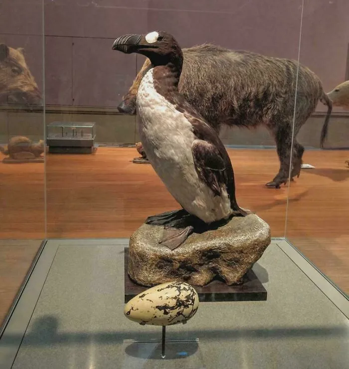 In June 1844, On Eldey Island, Iceland, Two Men Strangled The Last Confirmed Breeding Pair Of Great Auks