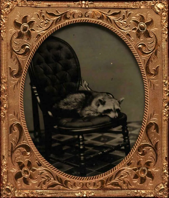 Victorian era photograph of a raccoon sleeping on an ornate chair, framed in an intricate floral metal frame.