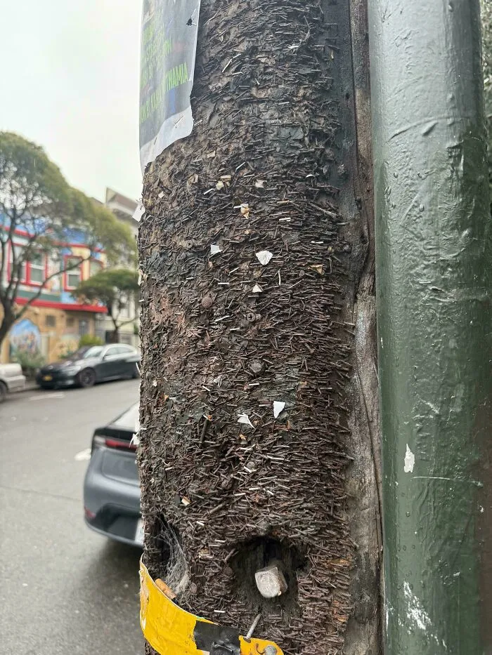 Pole With Years Of Staples