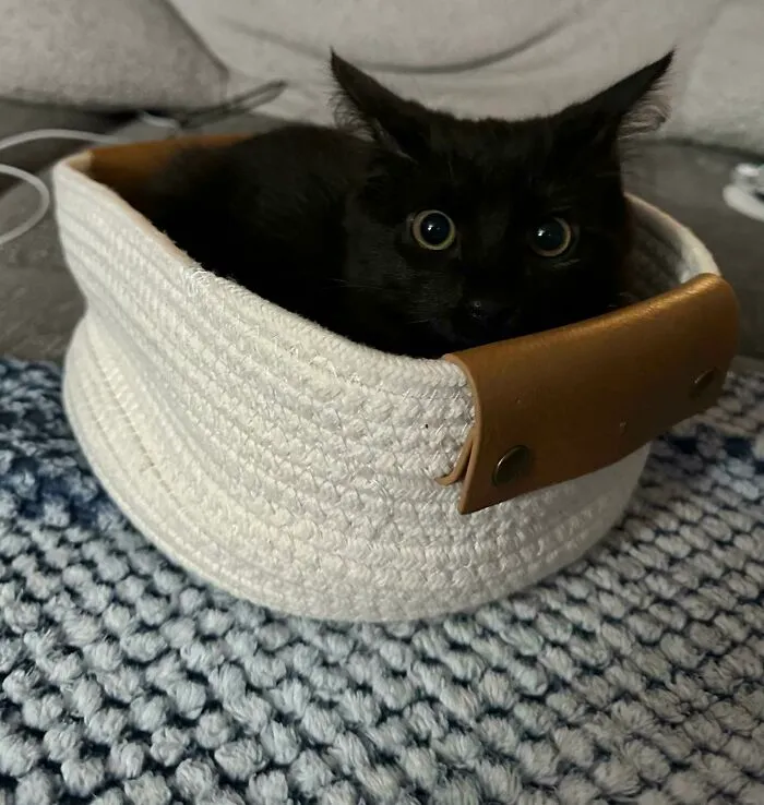 Never An Empty Basket Since Adopting This Little One