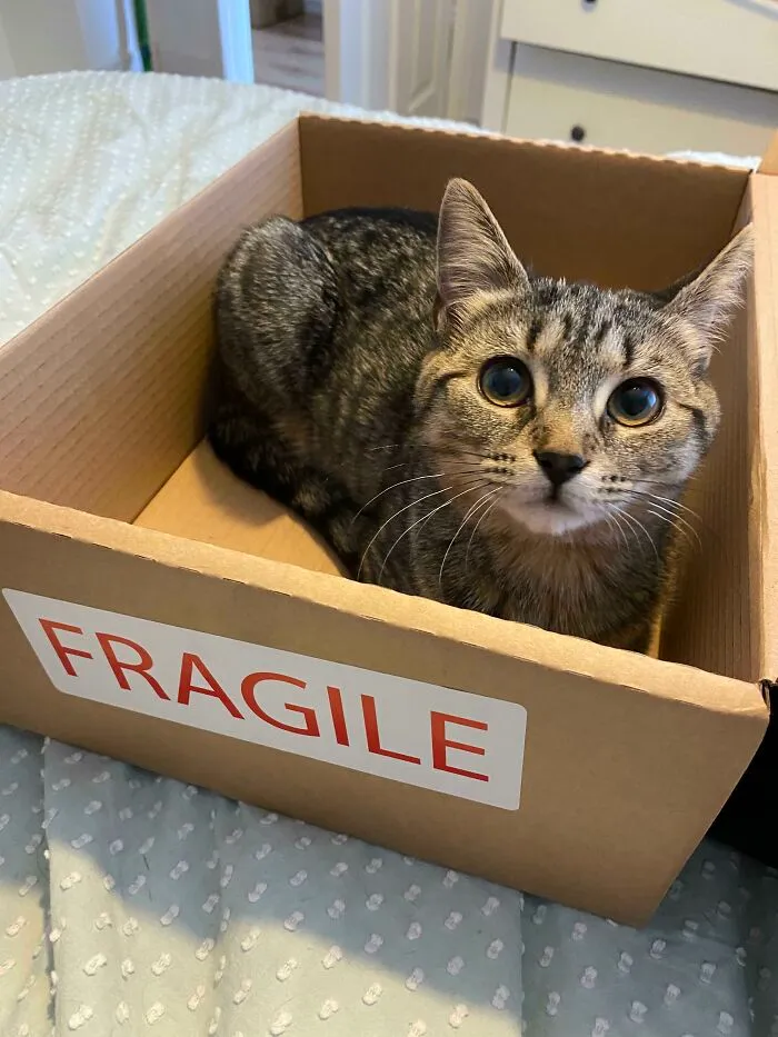 Stevie Nicks In A Box That Also Tells Us Her Emotional State